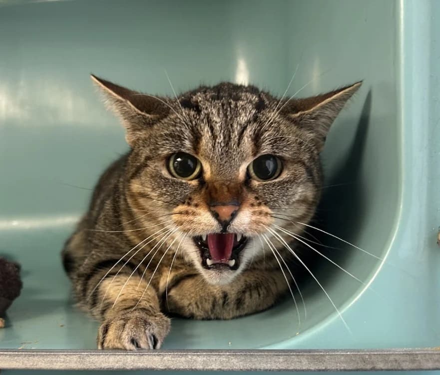 GRISOU, female mixed breed for adoption at SPA Forbach, Forbach