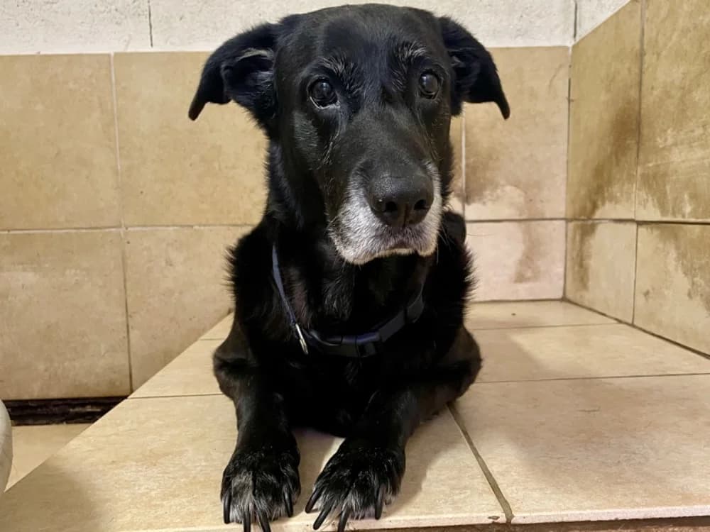 ODIN, male Labrador Retriever for adoption at SPA Forbach, Forbach