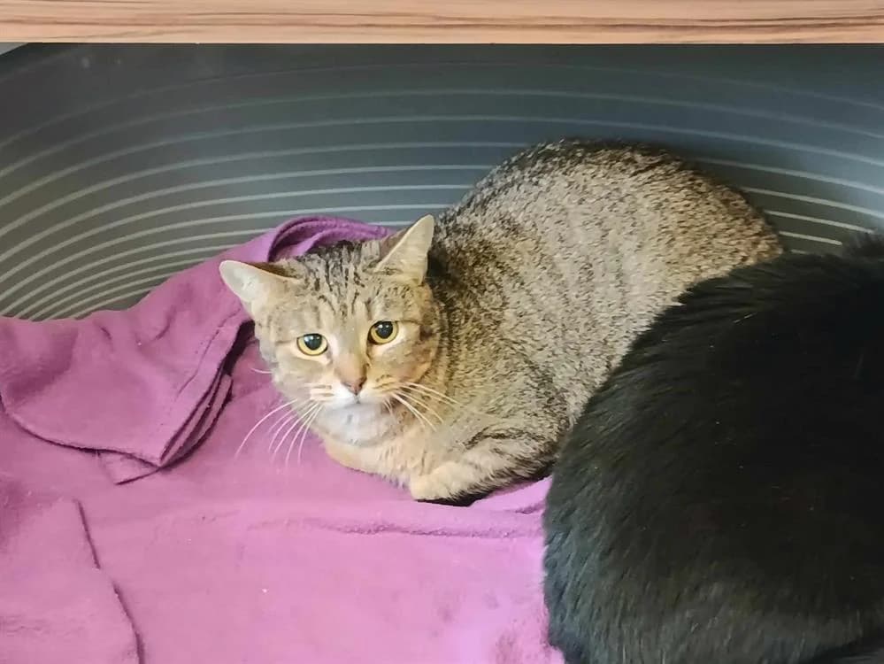 ZOA, female 6yo mixed breed for adoption at SPA Forbach, Forbach
