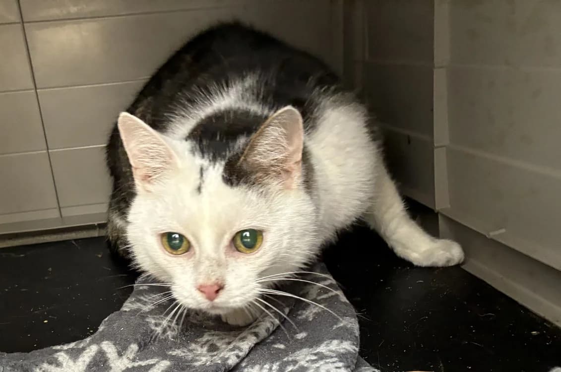 MISTIGRI, male mixed breed for adoption at SPA Forbach, Forbach