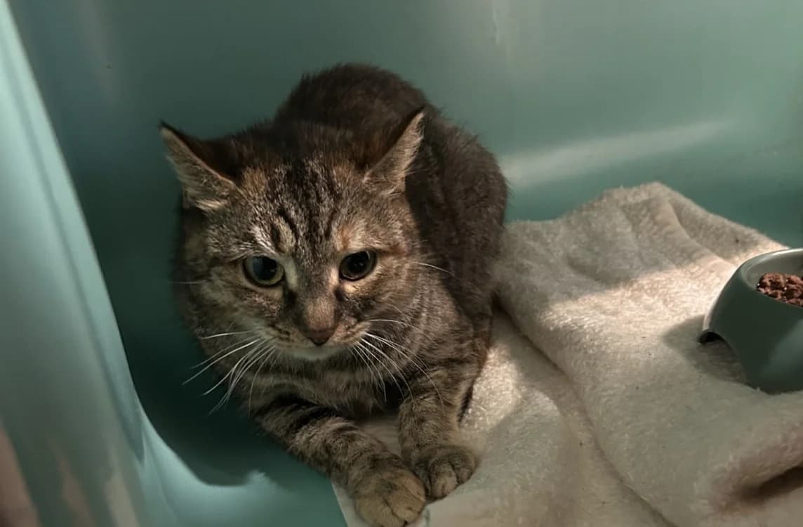 DAISY, female mixed breed for adoption at SPA Forbach, Forbach