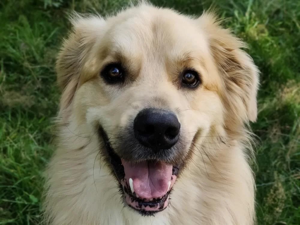 ROX, male mixed breed for adoption at SPA Forbach, Forbach