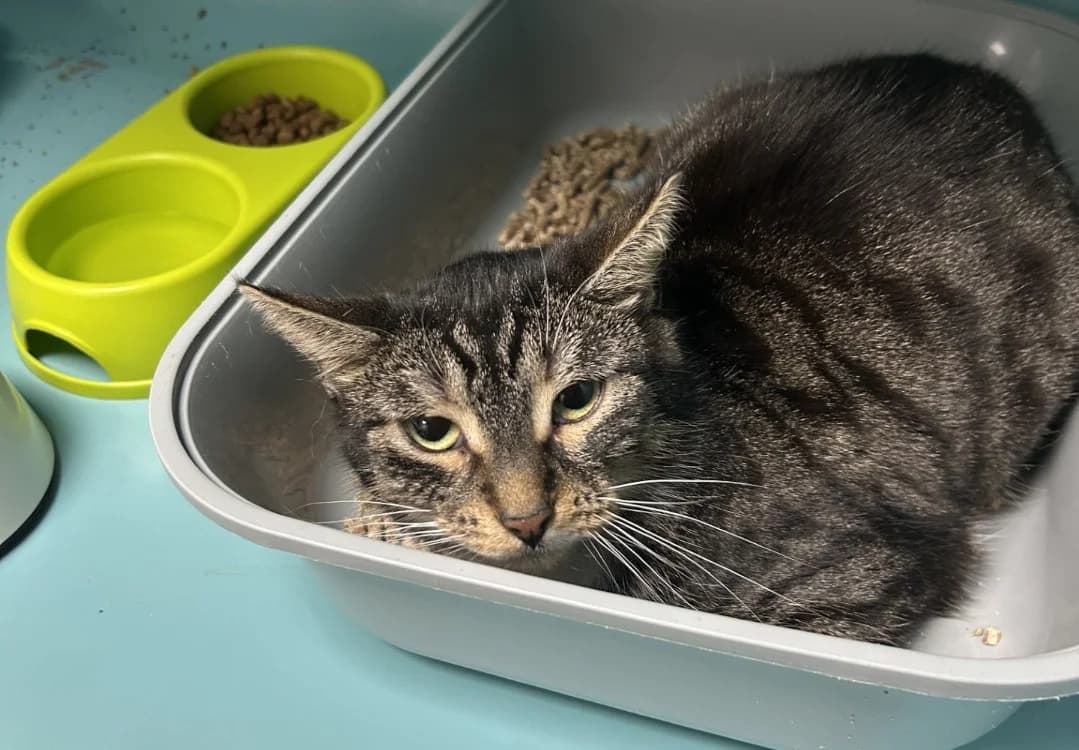 DUCHESSE, female mixed breed for adoption at SPA Forbach, Forbach