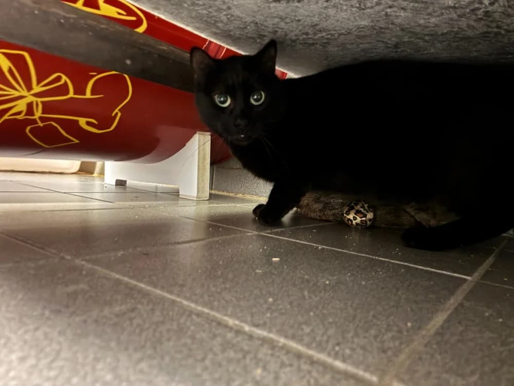 SATINE, female mixed breed for adoption at SPA Forbach, Forbach