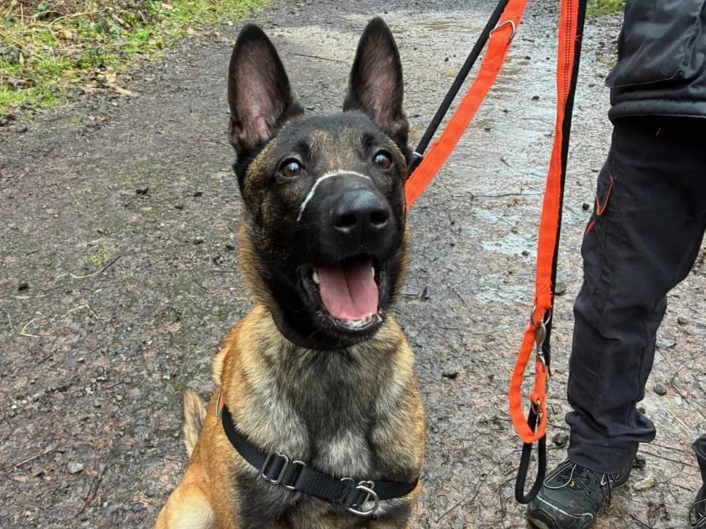 POUTINE, male Belgian Malinois for adoption at SPA Forbach, Forbach