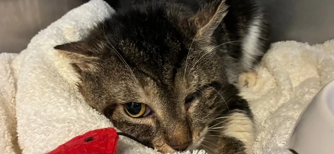 BENNY, male mixed breed for adoption at SPA Forbach, Forbach