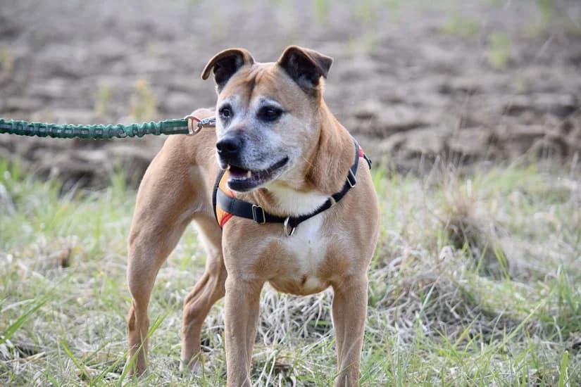 GLENNA, female Labrador Retriever for adoption at SPA Forbach, Forbach