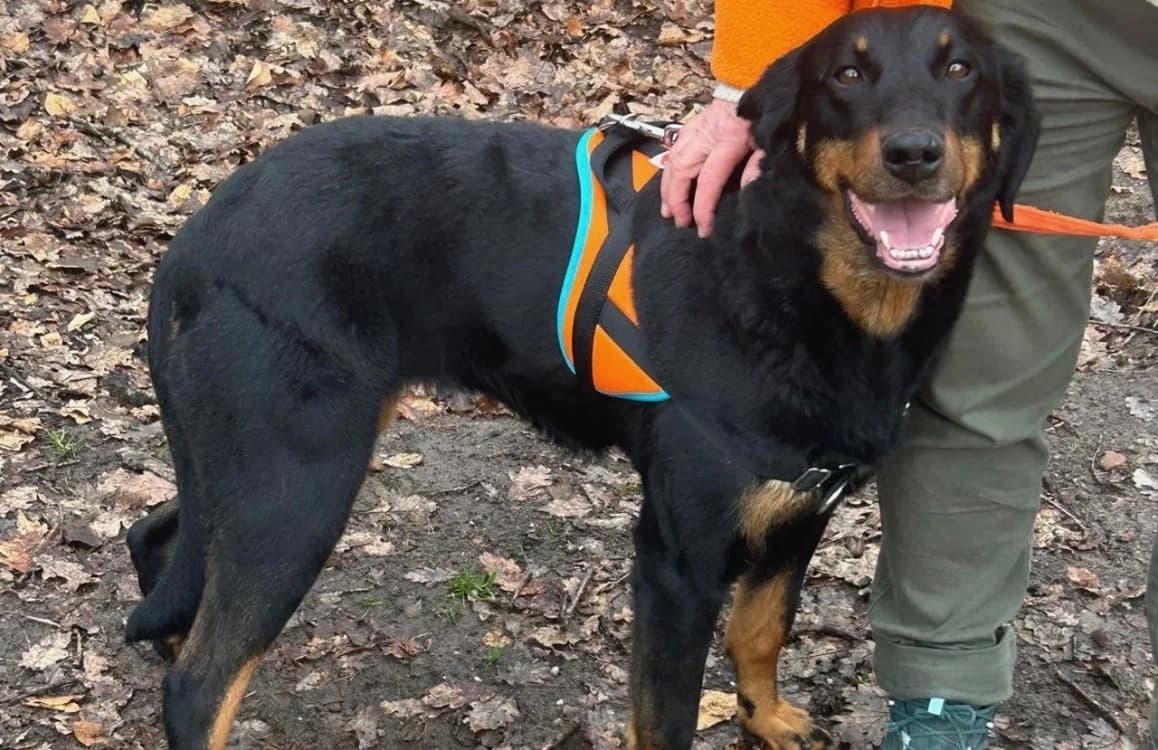 SAORI, female mixed breed for adoption at SPA Forbach, Forbach