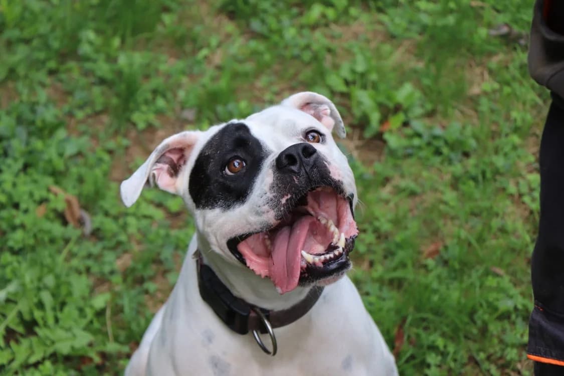 TYSON, male French Bulldog for adoption at SPA Forbach, Forbach