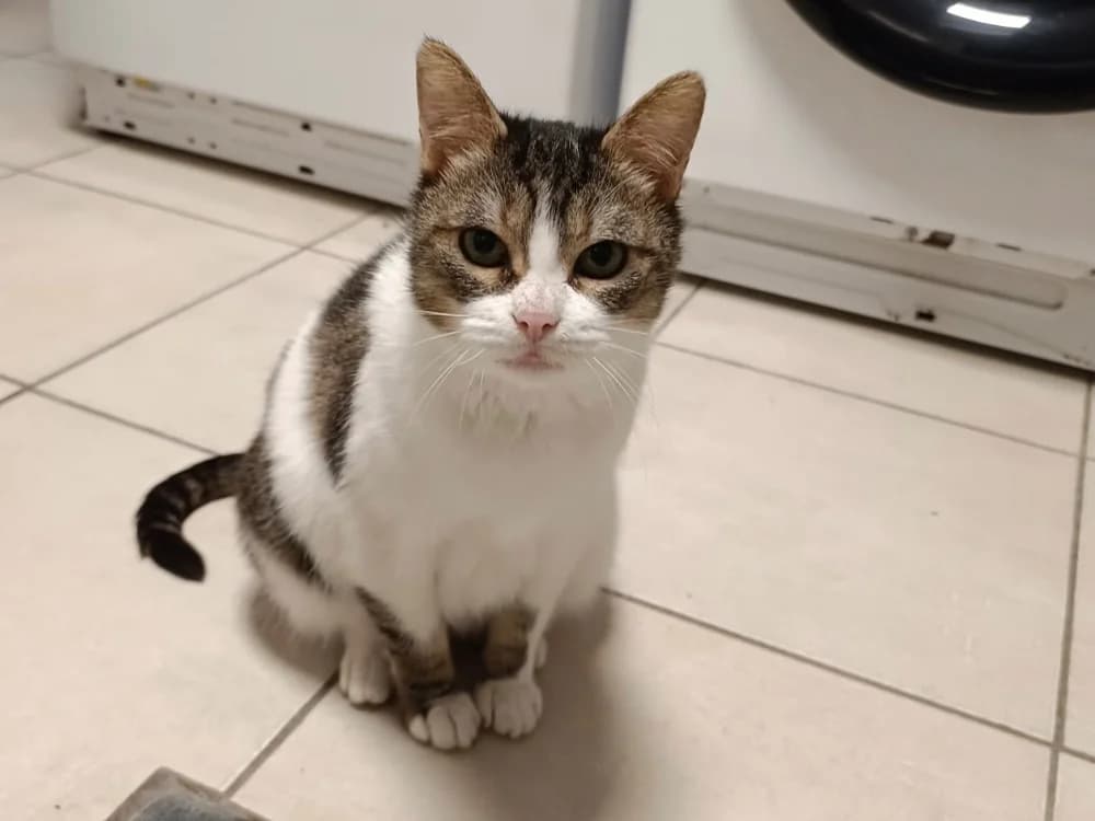 KALINOU, female senior mixed breed for adoption at SPA Forbach, Forbach