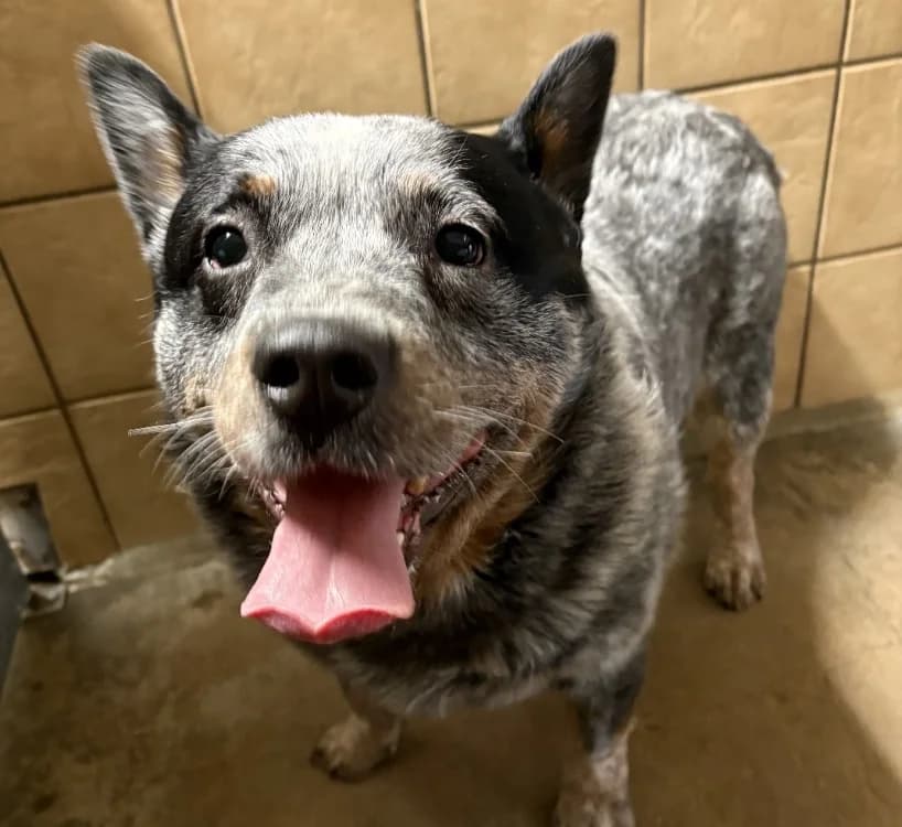 THOR, male mixed breed for adoption at SPA Forbach, Forbach