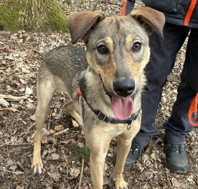 PLOUF dit NINJA, male mixed breed for adoption at SPA Forbach, Forbach