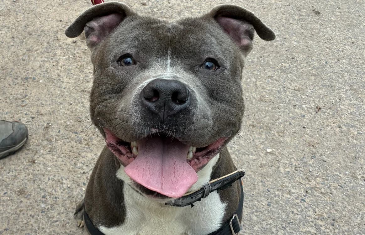 TYSON, male American Bully for adoption at SPA Forbach, Forbach