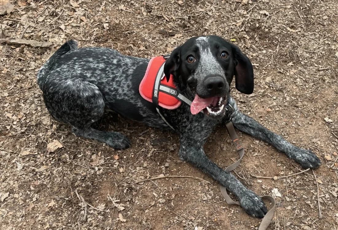 MAYA, female German Shorthaired Pointer for adoption at SPA Forbach, Forbach