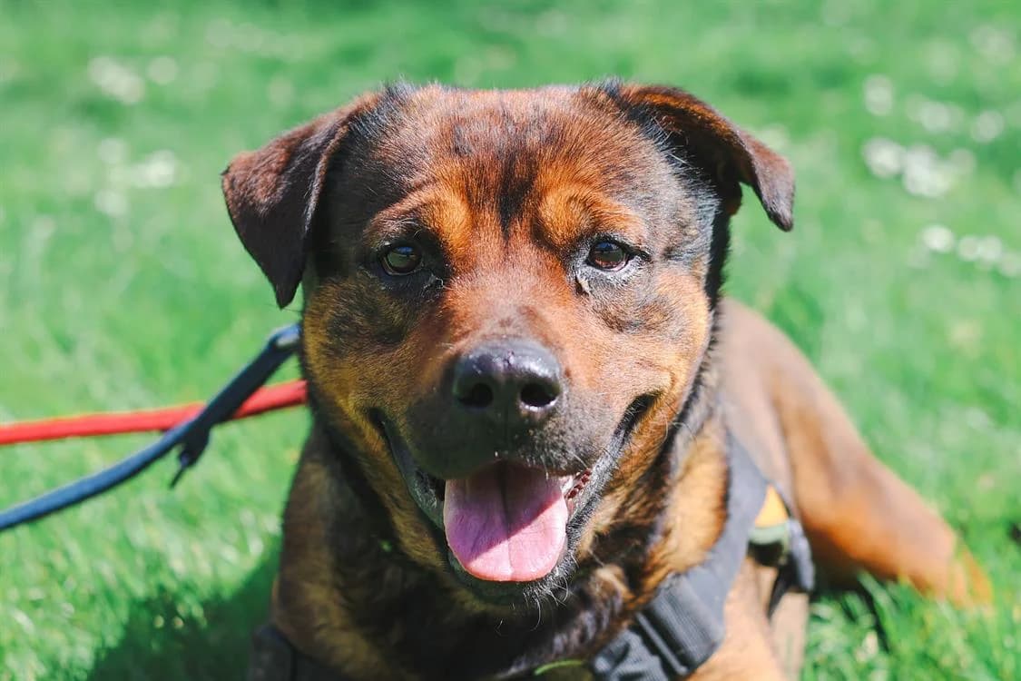 AMOS, male mixed breed for adoption at SPA Gennevilliers (Grammont), Gennevilliers