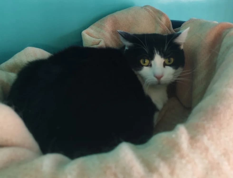 NALA, female mixed breed for adoption at SPA Gennevilliers (Grammont), Gennevilliers