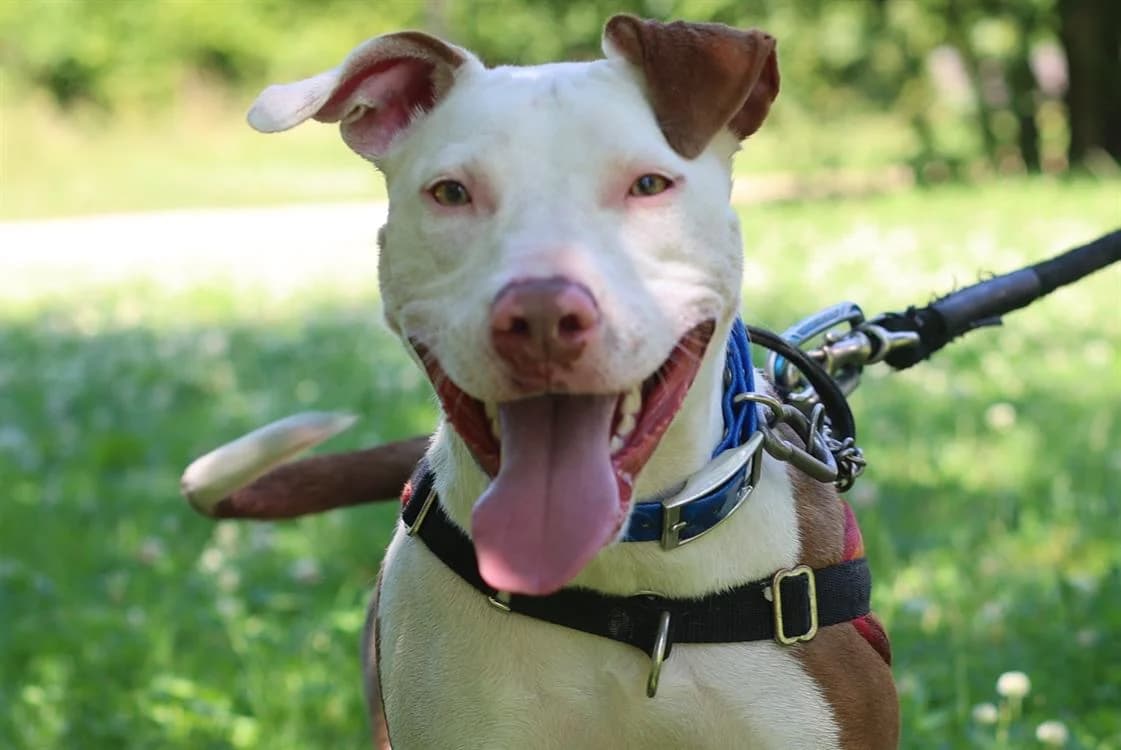 ZETA, female Mixed Breed for adoption at SPA Gennevilliers (Grammont), Gennevilliers