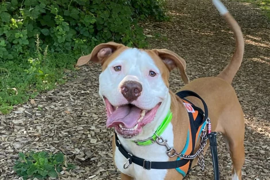 RAGNAR, male Cane Corso for adoption at SPA Gennevilliers (Grammont), Gennevilliers