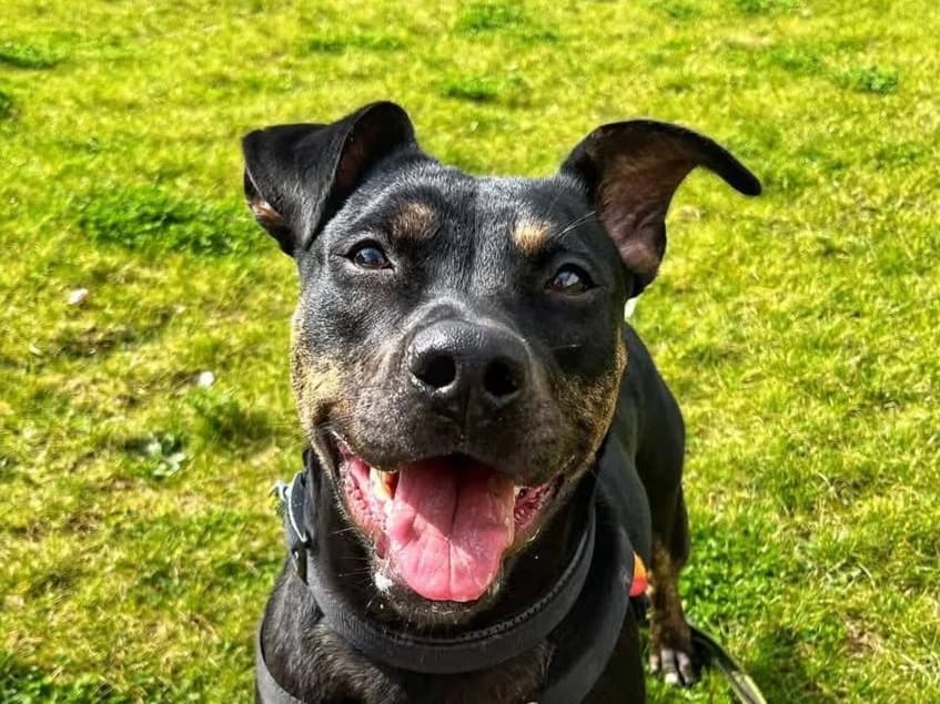 CHAYA, female Mixed Breed for adoption at SPA Gennevilliers (Grammont), Gennevilliers