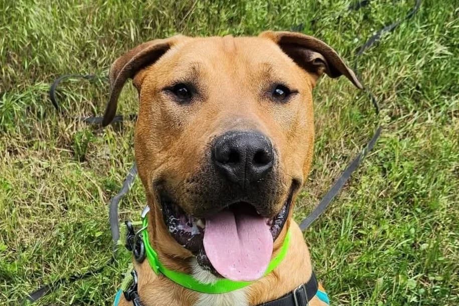 RIO, male mixed breed for adoption at SPA Gennevilliers (Grammont), Gennevilliers