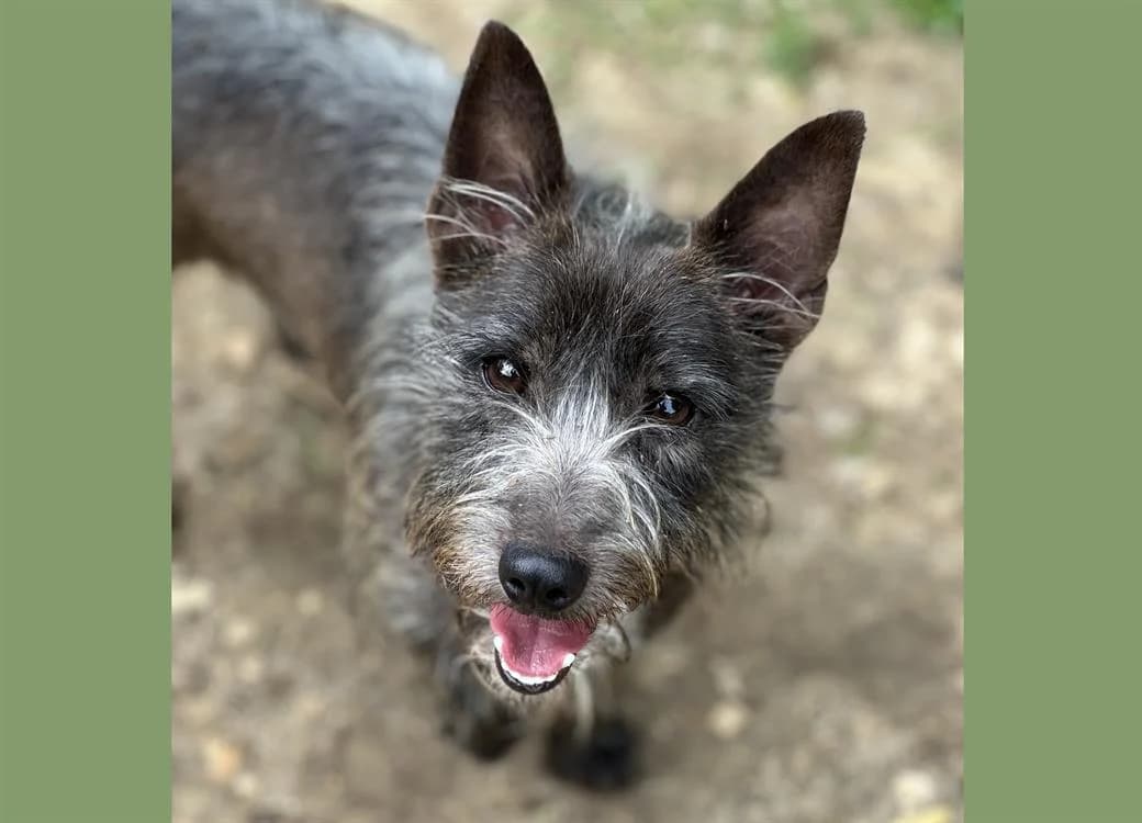 RIKY, male 6yo Yorkshire Terrier for adoption at SPA Gennevilliers (Grammont), Gennevilliers
