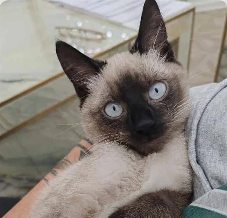 SKY, female Siamese for adoption at SPA Gennevilliers (Grammont), Gennevilliers