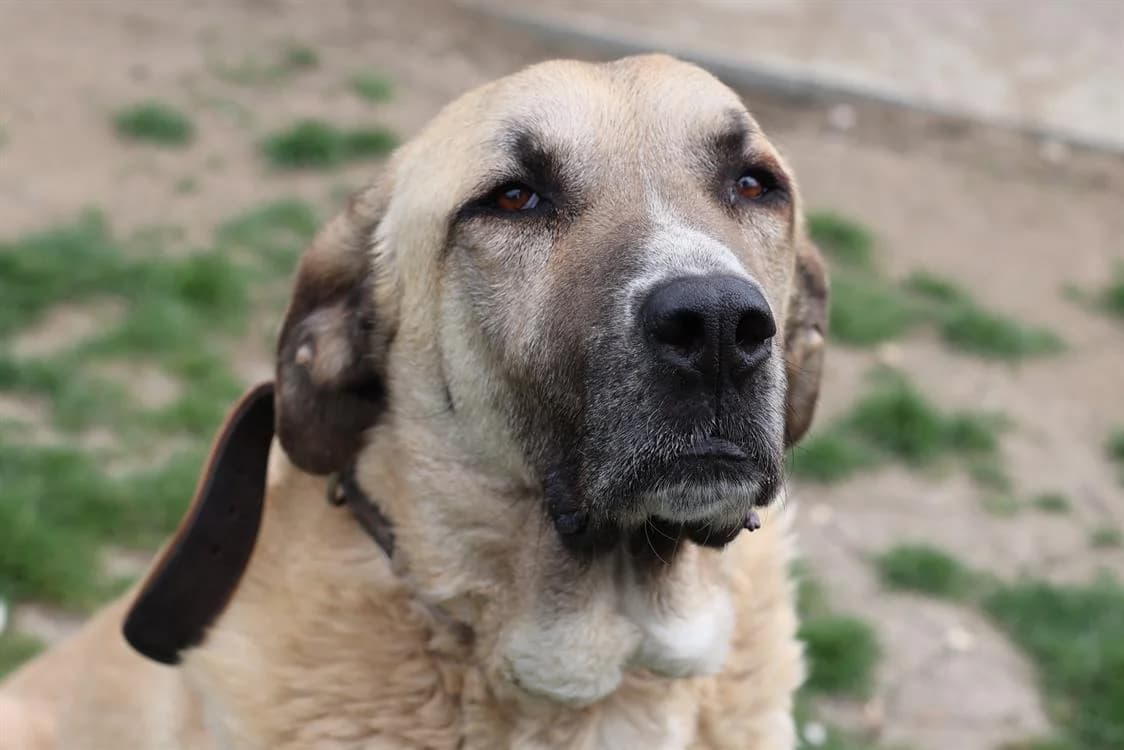 PACHA, male mixed breed for adoption at SPA Gennevilliers (Grammont), Gennevilliers