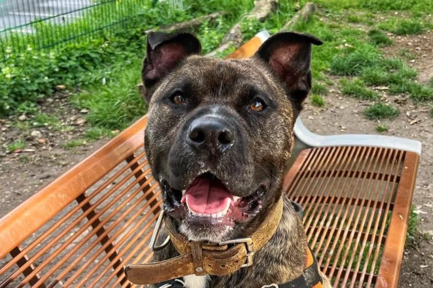 XHESI, female Mixed Breed for adoption at SPA Gennevilliers (Grammont), Gennevilliers