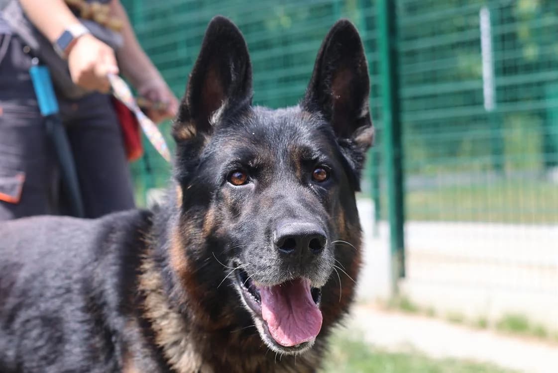 KENZO, male senior German Shepherd for adoption at SPA Gennevilliers (Grammont), Gennevilliers