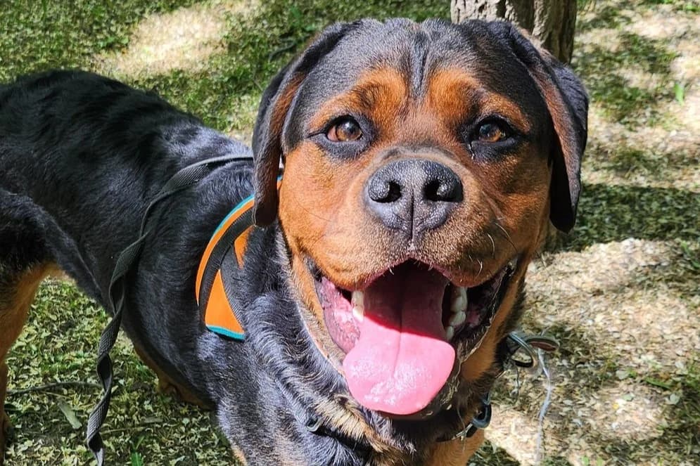 YOUKI #2, male mixed breed for adoption at SPA Gennevilliers (Grammont), Gennevilliers