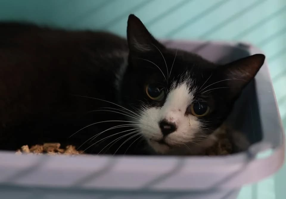 GAIA, female mixed breed for adoption at SPA Gennevilliers (Grammont), Gennevilliers