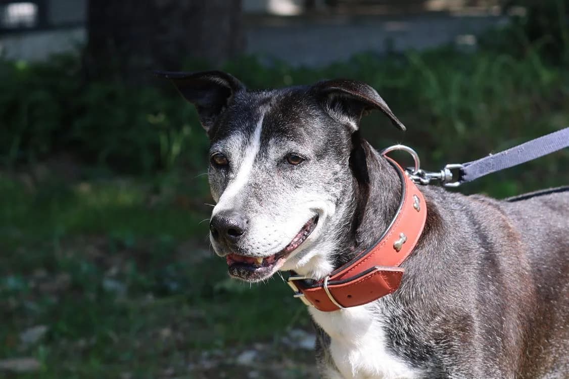 YOUZI, female senior mixed breed for adoption at SPA Gennevilliers (Grammont), Gennevilliers