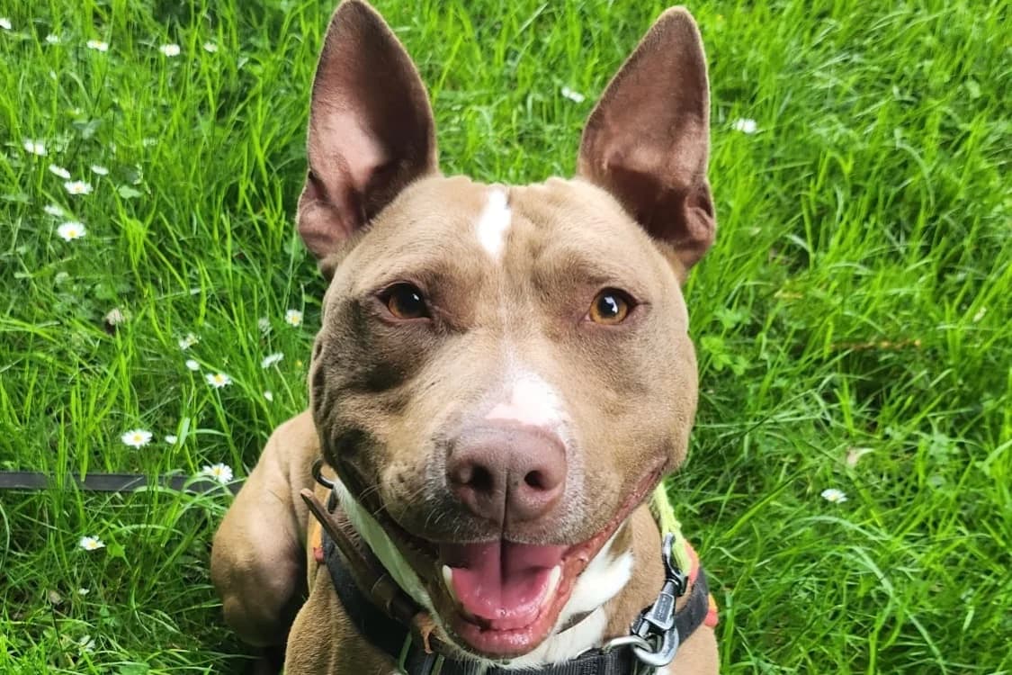 JOKER, male mixed breed for adoption at SPA Gennevilliers (Grammont), Gennevilliers