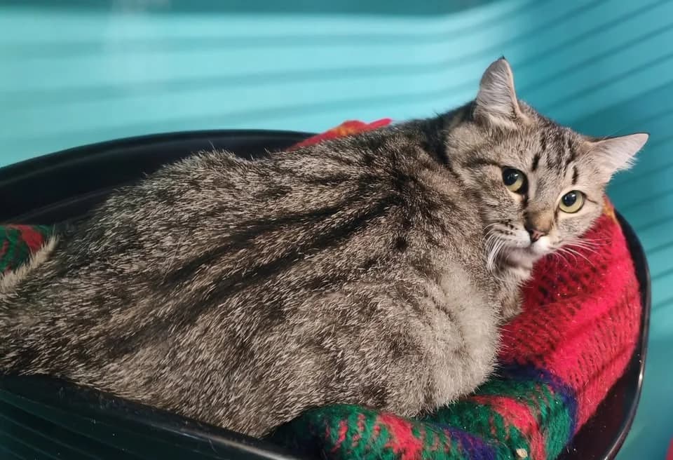 PLUMAPAPOTE, female mixed breed for adoption at SPA Gennevilliers (Grammont), Gennevilliers