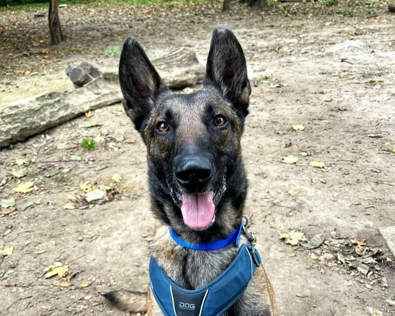 SHIVAS, female Belgian Malinois for adoption at SPA Gennevilliers (Grammont), Gennevilliers