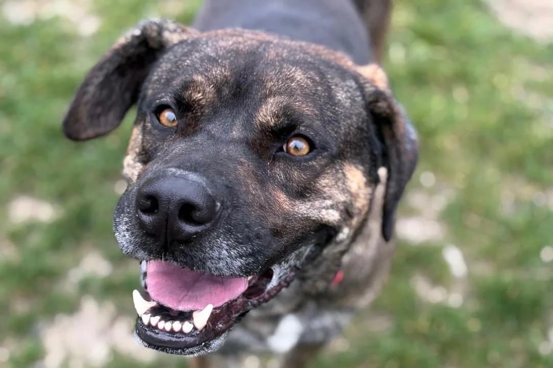 TYSON, male Mixed Breed for adoption at SPA Gennevilliers (Grammont), Gennevilliers