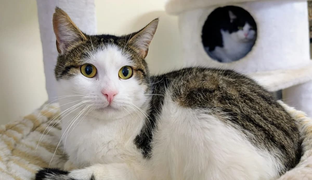 ROCKET, male young mixed breed for adoption at SPA Gennevilliers (Grammont), Gennevilliers