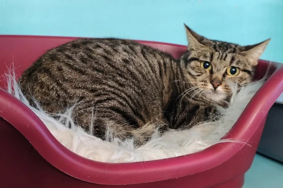 HEDWIGE, female mixed breed for adoption at SPA Gennevilliers (Grammont), Gennevilliers