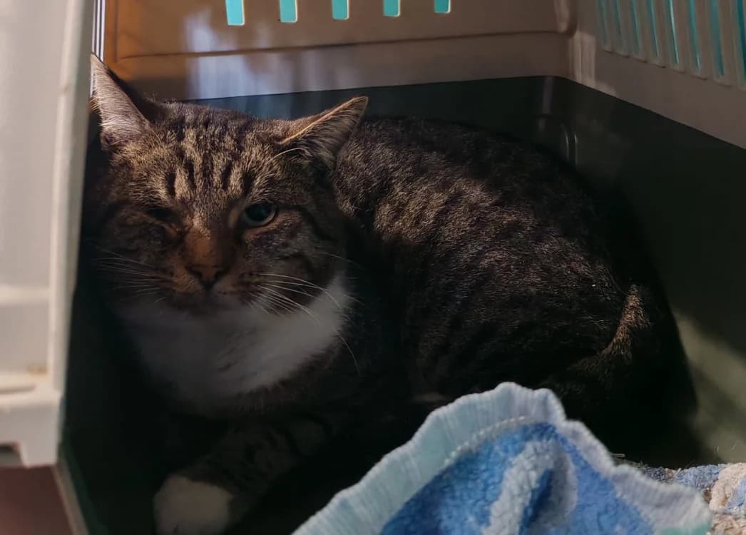 OSCAR, male mixed breed for adoption at SPA Gennevilliers (Grammont), Gennevilliers