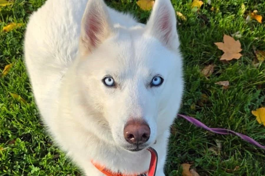 LASKA, male Husky for adoption at SPA Gennevilliers (Grammont), Gennevilliers