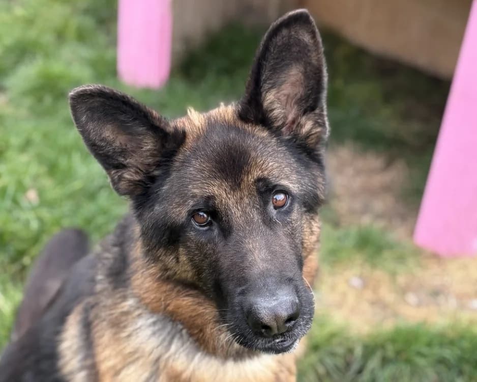 ROC, male German Shepherd for adoption at SPA Gennevilliers (Grammont), Gennevilliers