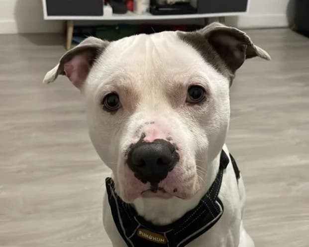 ROCKY, male Mixed Breed for adoption at SPA Gennevilliers (Grammont), Gennevilliers