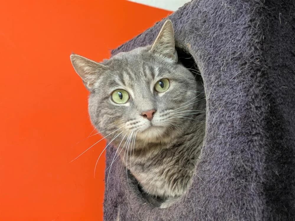 CHICAGO, male mixed breed for adoption at SPA Gennevilliers (Grammont), Gennevilliers