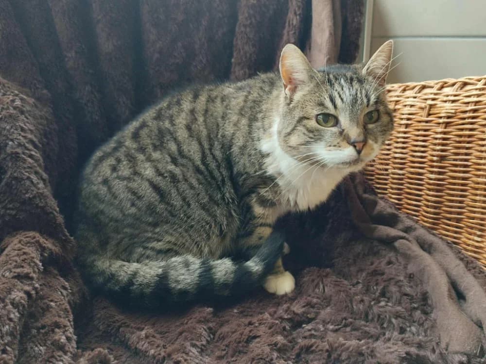 OCCAMY, female mixed breed for adoption at SPA Gennevilliers (Grammont), Gennevilliers