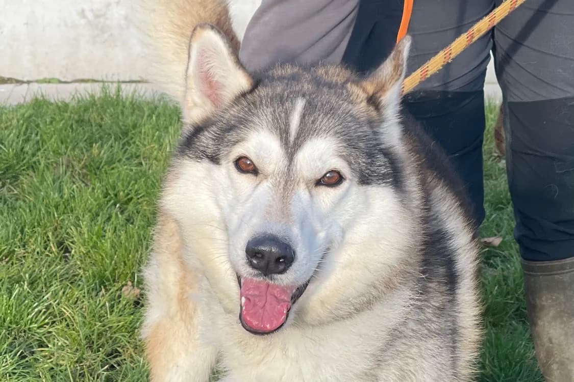 RESKI, male Husky for adoption at SPA Gennevilliers (Grammont), Gennevilliers