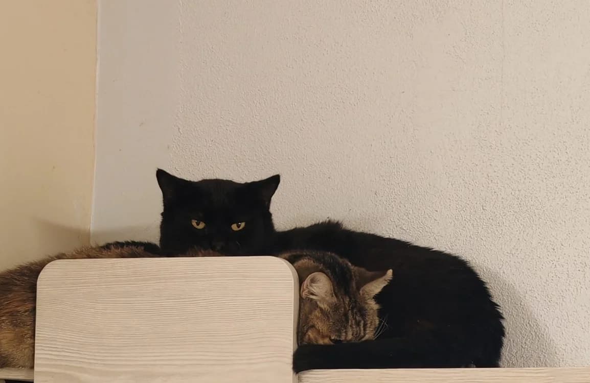 ICHNAEA, male mixed breed for adoption at SPA Gennevilliers (Grammont), Gennevilliers