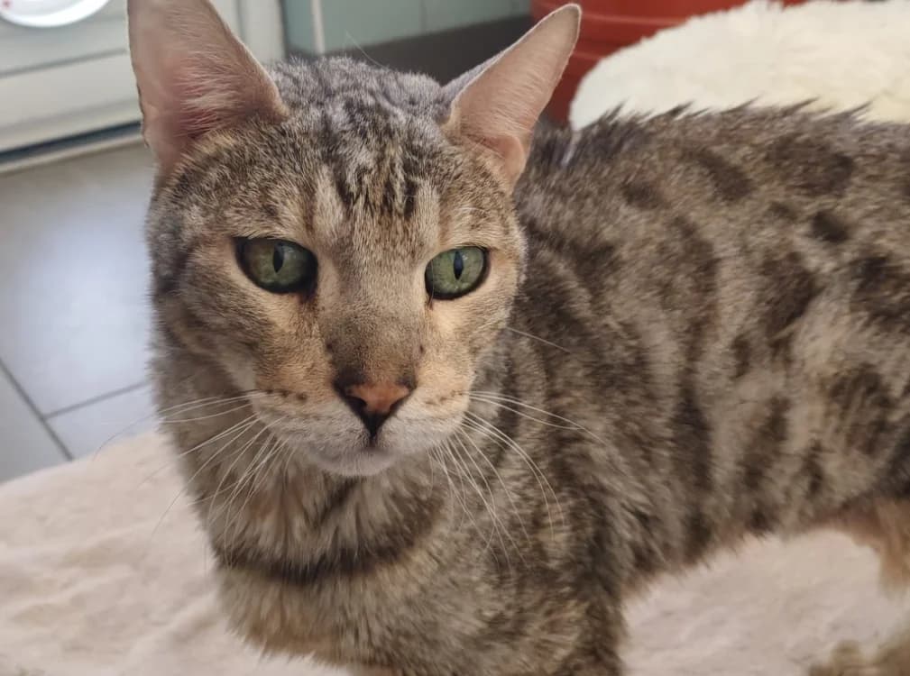 TITI, male senior Bengal for adoption at SPA Gennevilliers (Grammont), Gennevilliers