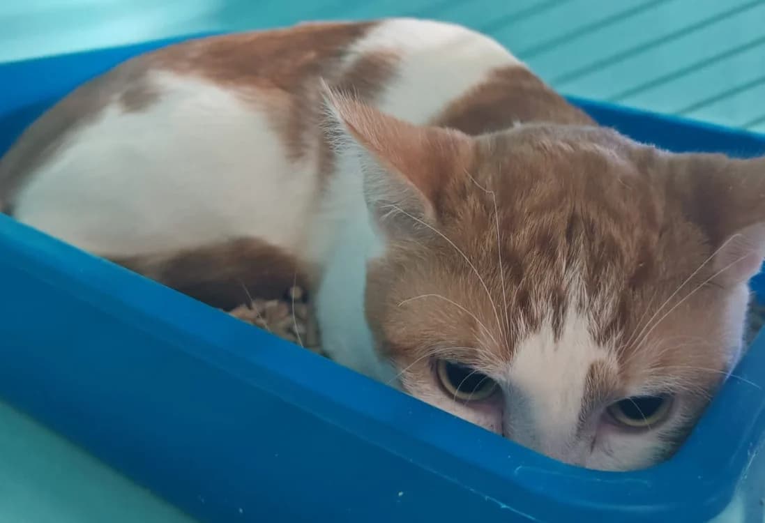 ROUMAN, male mixed breed for adoption at SPA Gennevilliers (Grammont), Gennevilliers