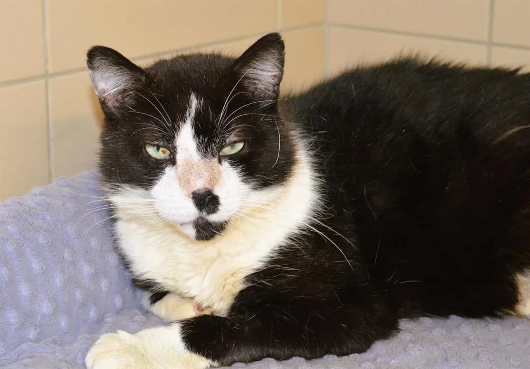 NAVY, male senior mixed breed for adoption at SPA Gennevilliers (Grammont), Gennevilliers