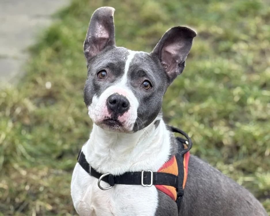 TANIA, female mixed breed for adoption at SPA Gennevilliers (Grammont), Gennevilliers